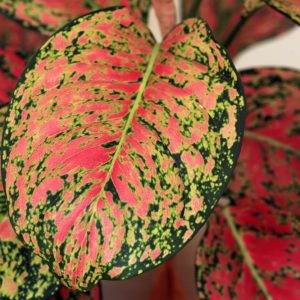 اگلونیمہ کریٹا (Aglaonema Creta)